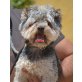 ANDY - kastriert, Yorkshireterrier-/Bolonka-Mischling - Rüde