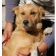 ANELA, Pflegestelle Wien, Lachende Schönheit - Mischlings - Hündin