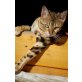 ANGEL Bengalkatze 7jährig kastriert marbled, Bengalkatze - Katze