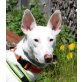 ANGEL, Podenco Mix - kastriert - Rüde