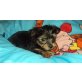 ANGEL SUCHT LIEBEVOLLE FAMILIE!!, Yorkshire Terrier Welpen - Rüde