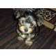 ANGEL SUCHT LIEBEVOLLES ZUHAUSE!!, Yorkshire Terrier Welpen - Rüde