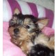 ANGEL SUCHT LIEBEVOLLES ZUHAUSE!!!, Yorkshire Terrier Welpen - Rüde