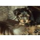 ANGEL UCHT WIEDER EIN LIEBEVOLLES ZUHAUSE!!!, Yorkshire Terrier Welpen - Rüde