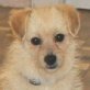 ANGELA, kleiner Mix (ca.25 cm), kastriert, 1-2 Jahre  - Hündin