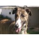 ANGELES, GALGA,leinenführiger,totaler Familienhund - Hündin
