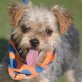 ANGIE - Linares, Yorkshireterrier - kastriert - Hündin