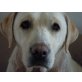 ANGIE, Pflegestelle Steiermark, ihr wurde Schlimmes angetan - Labrador - Hündin