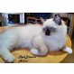 ANINA, Ragdoll - Katze