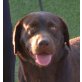 ANITA-MARI - Linares, Labrador Retriever - kastriert - Hündin