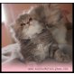 ANNA, Perser - Katze