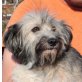 ANNI - Pflegestelle Österreich, Lhaso Apso - Mix - Hündin