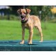 ANNI, Pinscher Mischlingshündin  - Hündin