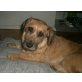ANNI, Terriermix - Hündin