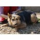 ANNI, kleiner Schäferhundmix - Hündin
