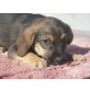 ANNICA, Spanielmix, Pflegestelle NÖ Welpen - Hündin