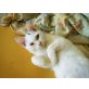 ANNIE, wilde Hummel - Katze