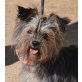 ANNUSCHKA, Yorkshire Terrier - kastriert - Hündin