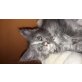 ANTARA , Maine Coon - Katze