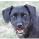 ANTHONY, Pflegestelle Niederösterreich, liebt Menschen, Hunde, Katzen: SCHNAUZER-Mix - Rüde