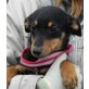 ANTON 3, Pflegestelle Nähe Gänserndorf, Pinscher-Dackelmischling - Rüde