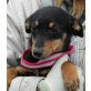 ANTON, Pflegestelle Niederösterreich, supersüßer Pinscher-Dackelmix - Rüde