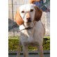 AOSTA braucht Liebe, Segugio - Mix - Hündin