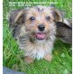 APOLLO, Shih-tzu-Yorkie-Mix - Rüde