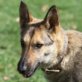 ARACELI, ca. 3.5 Jahre alt, Schäferhund-Mix, kastriert  - Hündin