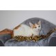 ARAGON, Kater - Kater