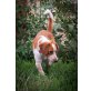 ARAMIS, Beaglemix - Rüde