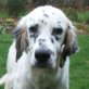 ARCO, English-Setter, kastriert, ca. 2-3 Jahre - Rüde