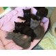 ARES, ANNABELL, AMELIE, ANNIKA, ADELE, Tierschutz - Katze