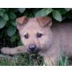 ARES, Kishu Inu Mix, Pflegestelle Bgld Welpen - Rüde