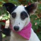 ARIADNA, Bodeguero Andaluz - span. Jack-Russell-Mischl - Hündin