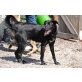 ARIEL Jaz, Pflegestelle Graz, Labrador Mischling - Rüde