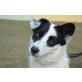 ARINA, Jack Russel/Sheltie Mischling - Hündin