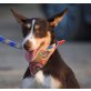 ARIS - Ubeda, Terrier-Mischling, kastriert - Rüde