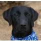 ARIZONA, Labrador Retriever - Hündin