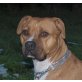 ARLENE 2 Lena, Pflegestelle Wien, Laufen - spielen - kuscheln - Staffmix - Hündin
