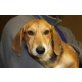 ARLENE, Pflegestelle Steiermark, Dackel-Beaglemix - Hündin