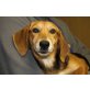 ARLENE sucht Pflege- oder Fixplatz, Beaglemix - Hündin