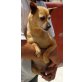 ARNOLD, Pinscher-Chihuahua-Mix - Rüde