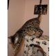 ARROW BENGALKATER AB SOFORT, Bengalkatze - Kater