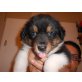 ARTAS, Border-Collie Welpen - Rüde