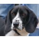 ARTHO, Pflegestelle Wien, anhänglicher, verschmuster BEAGLE-Mix - Rüde