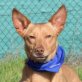 ARTHUR - Ubeda, Podenco - kastriert - Rüde