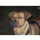 ARUN, Pflegestelle Wien, Ridgeback-Viszla-Mix - Rüde