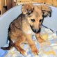 ASIA, kleiner Mix Welpen - Hündin