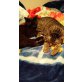 ASLAN & PAMINA suchen verzweifelt eine neue B, Tierschutz - Kater